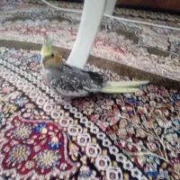 عروس هلندی نر|پرنده|بجنورد, |دیوار