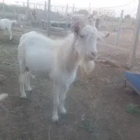 نربز سانن