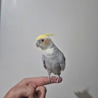 عروس هلندی|پرنده|تهران, والفجر (افسریه)|دیوار