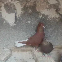 سلام. چند جفت رنگه فروش فوری ب علت نداشتن وقت