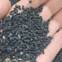 بذر تازه پیاز  وترب  محلی مخصوص کاشت