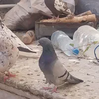 سبز تهرونی  و رنگی|پرنده|قرچک, شهرک گلها|دیوار