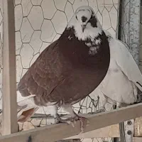 کبوتر پرشی|پرنده|پیر بکران, |دیوار