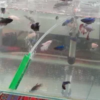 فایتر هافمون|ماهی|خرم‌آباد, |دیوار