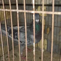 کفتر مسافتی پلاکی