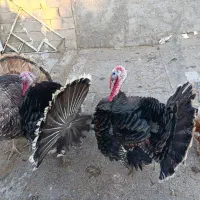 بوقلمون محلی