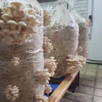 فروش بذر قارچ صدفی|گل و گیاه طبیعی|قم, شهرک مهدیه|دیوار