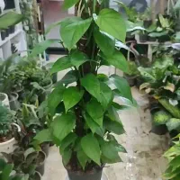 فیکوس ببری|گل و گیاه طبیعی|تربت‌حیدریه, قائم|دیوار