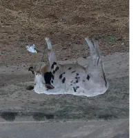 گوساله نر چاق