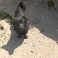سگ پاکوتاه