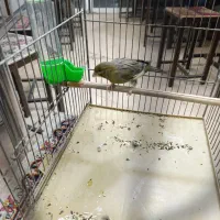 قناری ماده|پرنده|تهران, نازی‌آباد|دیوار