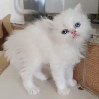گربه نژاد پرشین