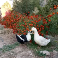 اُردک وخرگوش درکوار