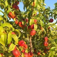 فروش-باغ-پشت-پلیس-راه-بیستون