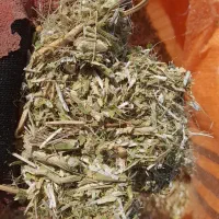 کاه ماشک و لوبیا|خدمات باغبانی و درختکاری|دهدشت, |دیوار