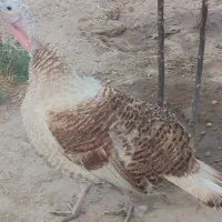 بوقلمون تخم گذار ۲ عدد