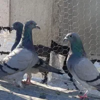 کبوتر پلاکی