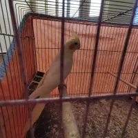 عروس هلندی|پرنده|امیدیه, |دیوار