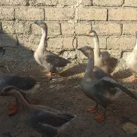 غوغاز افریقایی