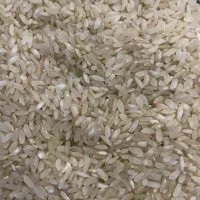 فروش یک تن برنج