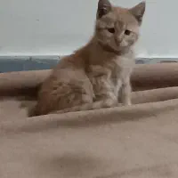 واگذاری بچه گربه دوماهه|گربه|تبریز, |دیوار