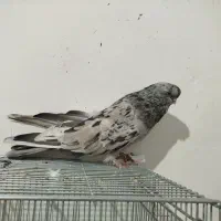 کبوتر سورور