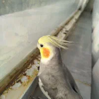 عروس هلندی با قفس