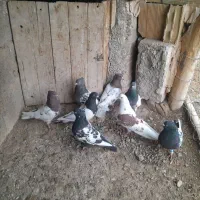 چهارتا ماده چهار تا نر همگی پرشی بازی دار