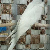 یک عدد ماده البینو