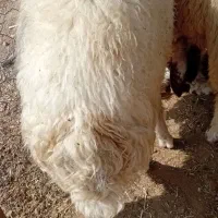 ۲ راس بره
