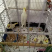عروس هلندی