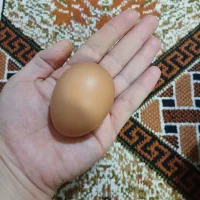 تخم مرغ بومی تازه|خوردنی و آشامیدنی|نجف‌آباد, شهید بهشتی|دیوار