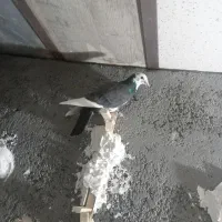 کبوتر پرشی صید|پرنده|اسفراین, |دیوار