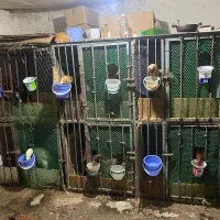 قفس ۶تایی دوطبقه|لوازم جانبی حیوانات|آستارا, |دیوار