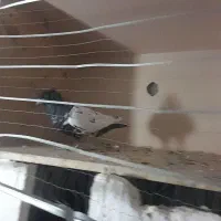 جفتی سرته درشت لون دار پرشتی|پرنده|سیلاخور, |دیوار