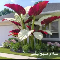 رهن و اجاره عمارت ویلایی فرمانداری کوچه فوریت ها