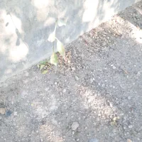 نهال بادام ،انگور،هیوا،سیب|گل و گیاه طبیعی|خسروشاه, |دیوار