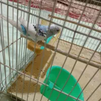 مرغ عشق جفت|پرنده|مشهد, رضاییه|دیوار