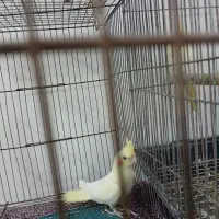 جوجه عروس|پرنده|اسلام‌شهر, مظفریه|دیوار