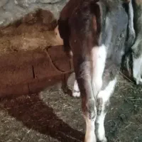 گوساله ماده سیمتال