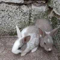 خرگوش بامزه