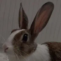 خرگوش