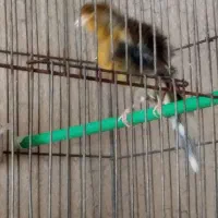 قناری|پرنده|یزد, |دیوار