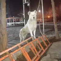 فروشی .سگ نگهبان  آدمی .گربه روهوامیگیره.