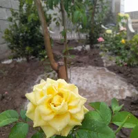 باغ و باغچه ۱۷۴ متری / دارای آب و برق و نگهبانی|فروش زمین و ملک کلنگی|تهران, امیریه|دیوار