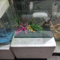 آکواریوم|ماهی|ارومیه, |دیوار