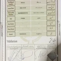 فروش کره نریان دره شور  ۲سال|اسب و تجهیزات اسب‌سواری|نی‌ریز, |دیوار