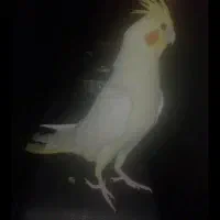 دوتا عروس هلندی