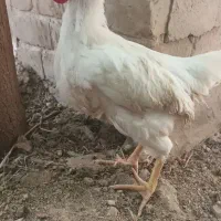 جوجه خروس سالم و سروحال