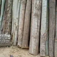 خرید درخت خرید قطع چوب برش تر وخشک|خدمات باغبانی و درختکاری|اهر, |دیوار